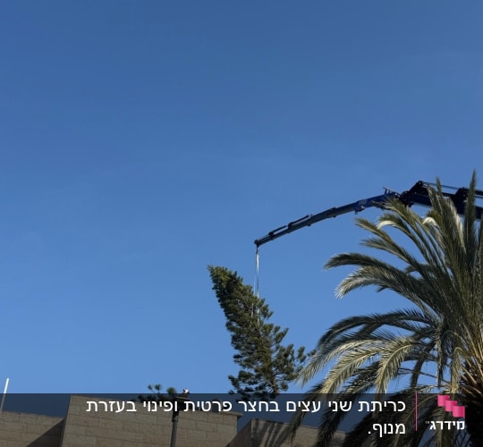 עץ מונף על ידי מנוף ליד בניין